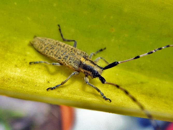 Agapanthia dahli &copy; <a rel="nofollow" class="external text" href="https://www.flickr.com/photos/joaocoelho/">J. Coelho</a>