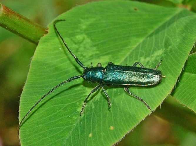 Agapanthia violacea &copy; <a href="//commons.wikimedia.org/wiki/User:Hectonichus" title="User:Hectonichus">Hectonichus</a>