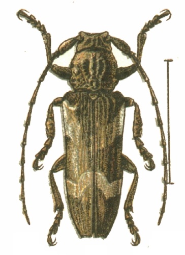 Niphona picticornis © see in description