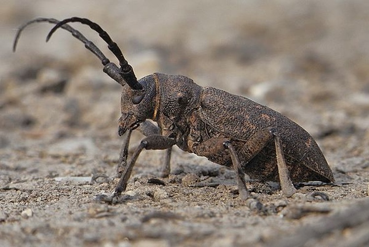 Weaver beetle © <a href="//commons.wikimedia.org/wiki/User:Siga" title="User:Siga">Siga</a>