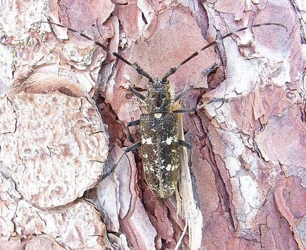 Monochamus sartor &copy; <a href="//commons.wikimedia.org/wiki/User:Siga" title="User:Siga">Siga</a>