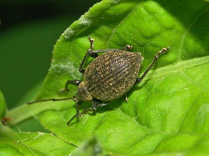 Otiorhynchus armadillo &copy; <a href="//commons.wikimedia.org/wiki/User:Hectonichus" title="User:Hectonichus">Hectonichus</a>