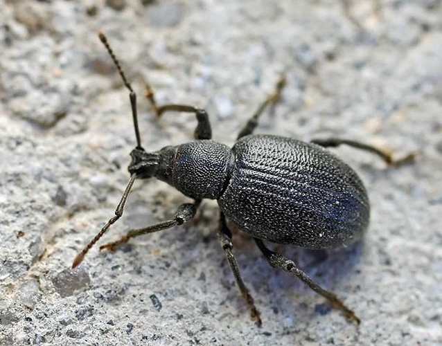 Otiorhynchus meridionalis &copy; 