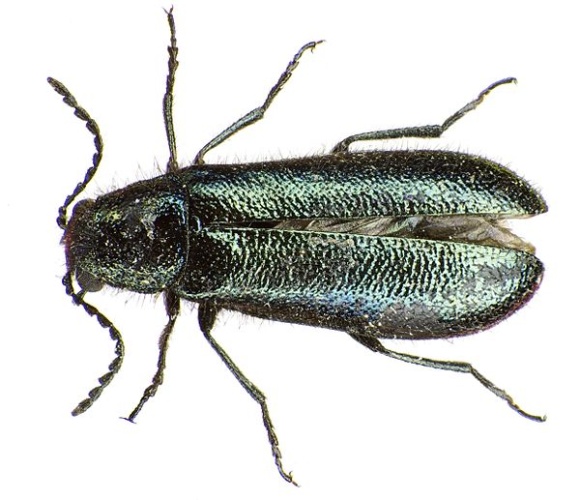 Dasytes caeruleus &copy; <a href="//commons.wikimedia.org/wiki/User:Siga" title="User:Siga">Siga</a>