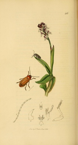 Dascillus cervinus © <bdi><a href="https://en.wikipedia.org/wiki/en:John_Curtis_(entomologist)" class="extiw" title="w:en:John Curtis (entomologist)">John Curtis</a>
</bdi>