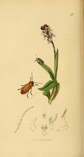 Dascillus cervinus &copy; <bdi><a href="https://en.wikipedia.org/wiki/en:John_Curtis_(entomologist)" class="extiw" title="w:en:John Curtis (entomologist)">John Curtis</a>
</bdi>