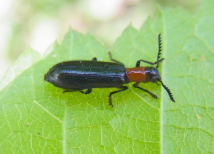 Tillus elongatus © <a href="//commons.wikimedia.org/wiki/User:Siga" title="User:Siga">Siga</a>