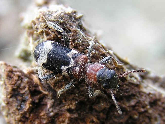 Thanasimus formicarius &copy; 