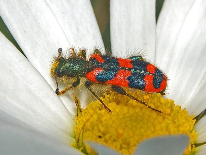 Trichodes alvearius © <a href="//commons.wikimedia.org/wiki/User:Hectonichus" title="User:Hectonichus">Hectonichus</a>