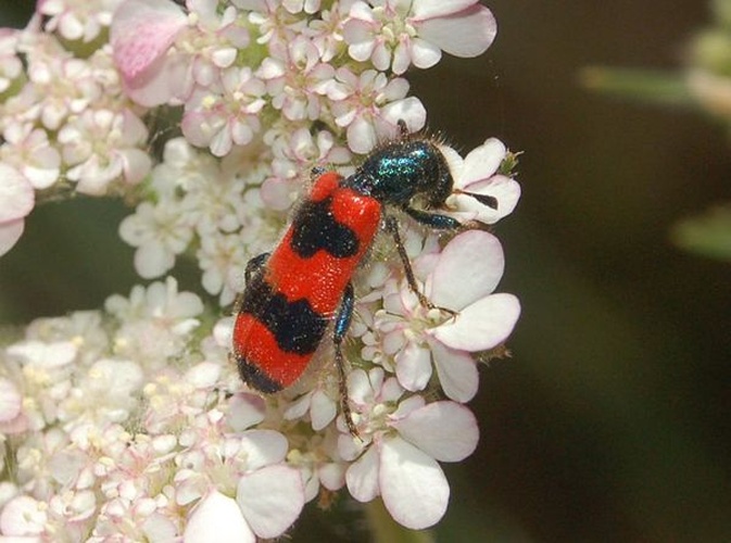 Trichodes apiarius © <a href="//commons.wikimedia.org/wiki/User:Hectonichus" title="User:Hectonichus">Hectonichus</a>
