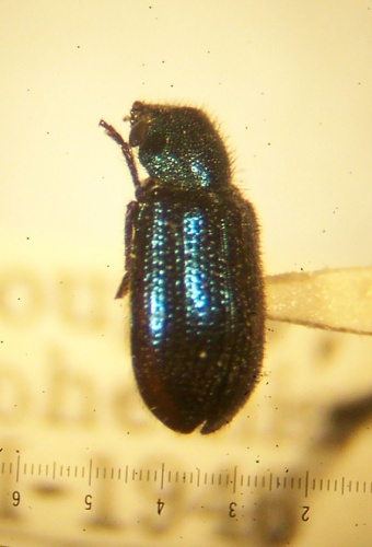 Necrobia violacea &copy; <a href="//commons.wikimedia.org/w/index.php?title=User:Blm2010&amp;action=edit&amp;redlink=1" class="new" title="User:Blm2010 (page does not exist)">Blm2010</a>