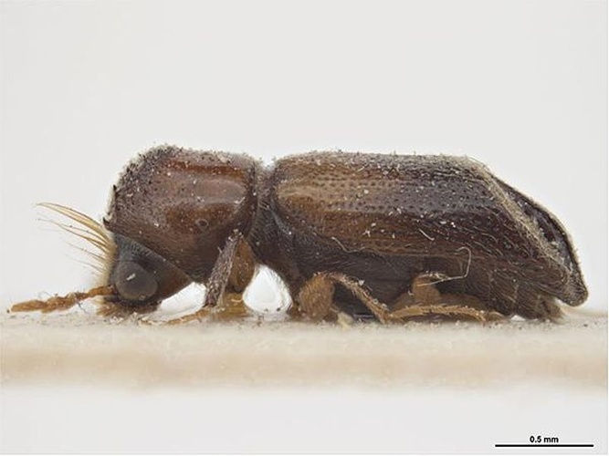 Scobicia chevrieri &copy; Sarah McCaffrey, Museum Victoria