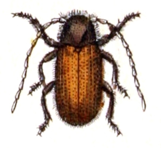 Hedobia pubescens &copy; <bdi><a href="https://www.wikidata.org/wiki/Q18508143" class="extiw" title="d:Q18508143">Emil Hochdanz</a>
</bdi>