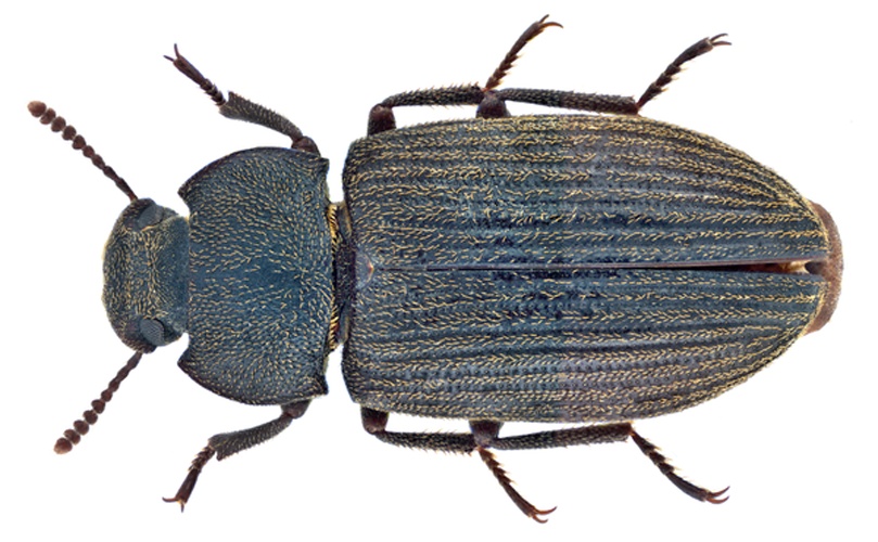 Gonocephalum rusticum &copy; <a rel="nofollow" class="external text" href="https://www.flickr.com/people/30703260@N08">Udo Schmidt</a> from Deutschland