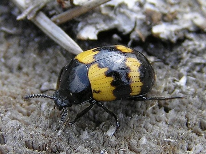 Diaperis boleti &copy; 