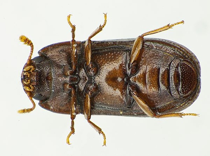 Clamoris crenata &copy; <a href="//commons.wikimedia.org/wiki/User:Siga" title="User:Siga">Siga</a>