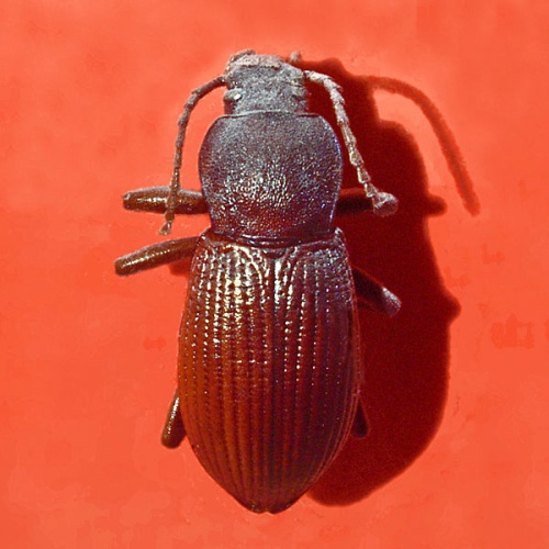 Helops rossii © <a href="//commons.wikimedia.org/wiki/User:Hectonichus" title="User:Hectonichus">Hectonichus</a>