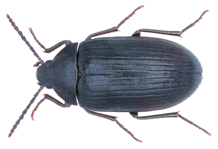 Prionychus ater &copy; <a rel="nofollow" class="external text" href="https://www.flickr.com/people/30703260@N08">Udo Schmidt</a> from Deutschland