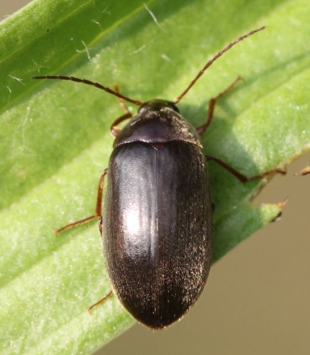 Hymenalia rufipes &copy; <a href="//commons.wikimedia.org/w/index.php?title=User:Slimguy&amp;action=edit&amp;redlink=1" class="new" title="User:Slimguy (page does not exist)">Slimguy</a>
