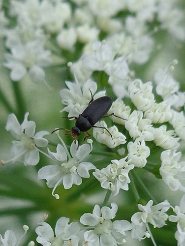 Anaspis frontalis © <a href="//commons.wikimedia.org/wiki/User:AfroBrazilian" title="User:AfroBrazilian">AfroBrazilian</a>