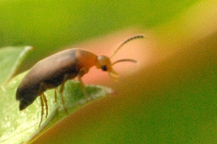 Anaspis varians &copy; James K. Lindsey