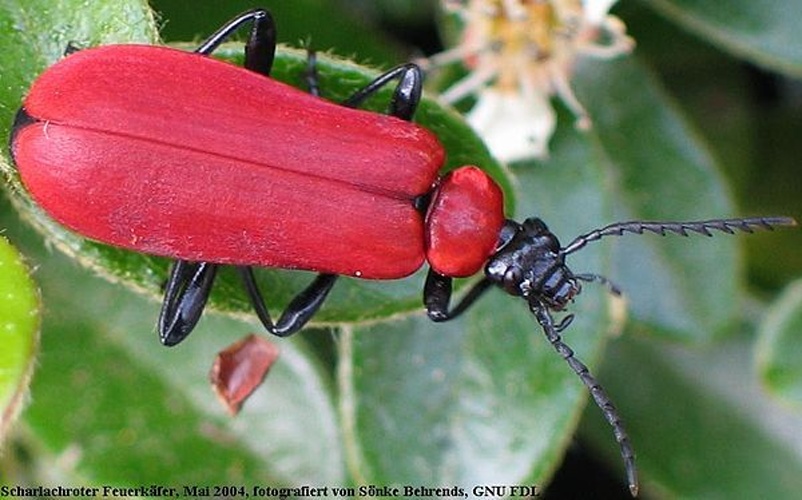 Cardinal beetle &copy; <a href="https://de.wikipedia.org/wiki/Benutzer:soebe" class="extiw" title="de:Benutzer:soebe">soebe</a>