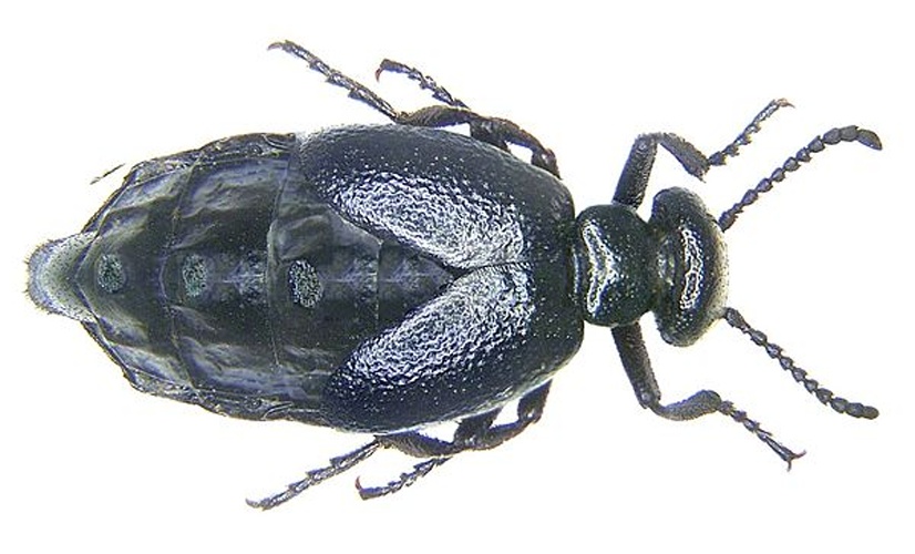 Meloe brevicollis © <ul>
<li>
<a href="//commons.wikimedia.org/wiki/File:Meloe_brevicollis.jpg" title="File:Meloe brevicollis.jpg">Meloe_brevicollis.jpg</a>: U.Schmidt</li>
<li>derivative work: <a href="//commons.wikimedia.org/w/index.php?title=User:Daryona&amp;action=edit&amp;redlink=1" class="new" title="User:Daryona (page does not exist)">Daryona</a> (<a href="//commons.wikimedia.org/wiki/User_talk:Daryona" title="User talk:Daryona"><span class="signature-talk">talk</span></a>)</li>
</ul>