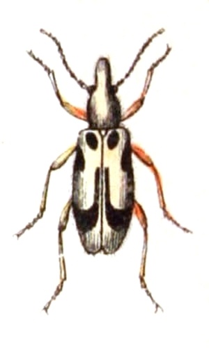 Notoxus monoceros © <bdi><a href="https://www.wikidata.org/wiki/Q18508143" class="extiw" title="d:Q18508143">Emil Hochdanz</a>
</bdi>