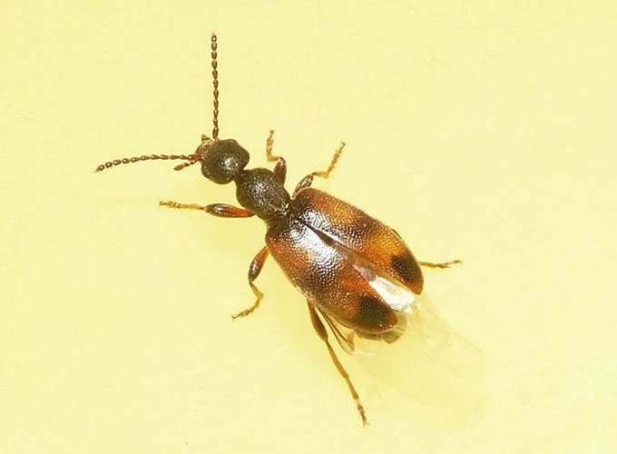 Anthicus antherinus © <table style="width:100%; border:1px solid #aaa; background:#efd; text-align:center"><tbody><tr>
<td>
<a href="//commons.wikimedia.org/wiki/File:Aspitates_ochrearia.jpg" class="image"><img alt="Aspitates ochrearia.jpg" src="https://upload.wikimedia.org/wikipedia/commons/thumb/b/bc/Aspitates_ochrearia.jpg/55px-Aspitates_ochrearia.jpg" decoding="async" width="55" height="41" srcset="https://upload.wikimedia.org/wikipedia/commons/thumb/b/bc/Aspitates_ochrearia.jpg/83px-Aspitates_ochrearia.jpg 1.5x, https://upload.wikimedia.org/wikipedia/commons/thumb/b/bc/Aspitates_ochrearia.jpg/110px-Aspitates_ochrearia.jpg 2x" data-file-width="800" data-file-height="600"></a>
</td>
<td>This image is created by user <a rel="nofollow" class="external text" href="http://waarneming.nl/user/photos/19474">Dick Belgers</a> at <a rel="nofollow" class="external text" href="http://waarneming.nl/">waarneming.nl</a>, a source of nature observations in the Netherlands.
</td>
</tr></tbody></table>