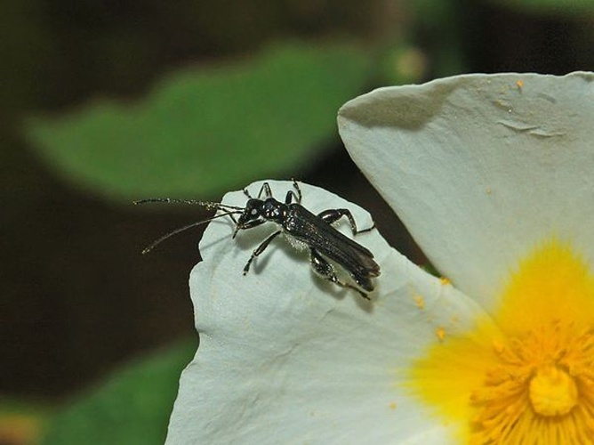 Oedemera atrata © <a href="//commons.wikimedia.org/wiki/User:Hectonichus" title="User:Hectonichus">Hectonichus</a>