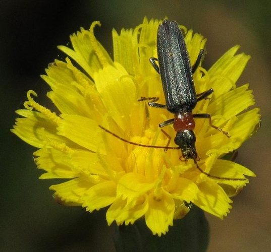 Oedemera croceicollis &copy; <a href="//commons.wikimedia.org/wiki/User:Robert_Flogaus-Faust" title="User:Robert Flogaus-Faust">Robert Flogaus-Faust</a>
