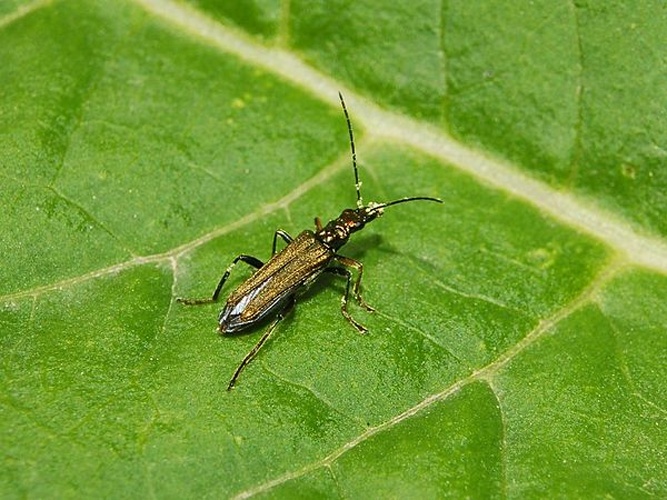 Oedemera flavipes © <a href="//commons.wikimedia.org/wiki/User:Hectonichus" title="User:Hectonichus">Hectonichus</a>