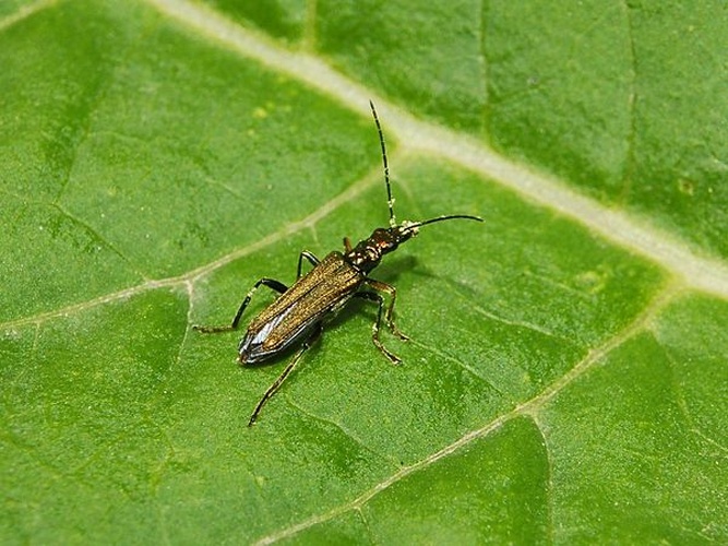 Oedemera flavipes &copy; <a href="//commons.wikimedia.org/wiki/User:Hectonichus" title="User:Hectonichus">Hectonichus</a>