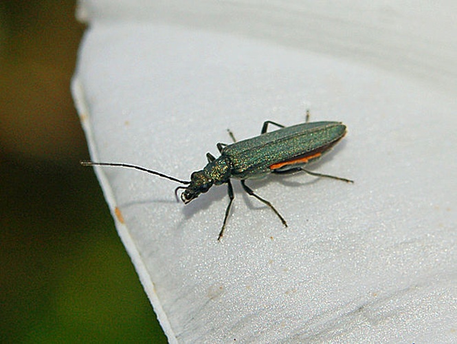 Oedemera lurida &copy; <a href="//commons.wikimedia.org/wiki/User:Hectonichus" title="User:Hectonichus">Hectonichus</a>