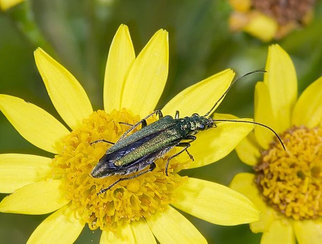 Oedemera nobilis © <div class="fn value">
<a href="//commons.wikimedia.org/wiki/User:Archaeodontosaurus" title="User:Archaeodontosaurus">Didier Descouens</a>
</div>