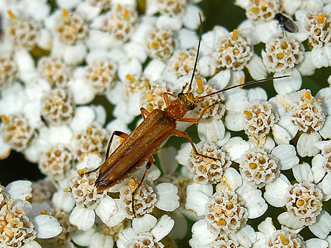 Oedemera podagrariae © <a href="//commons.wikimedia.org/wiki/User:Hectonichus" title="User:Hectonichus">Hectonichus</a>