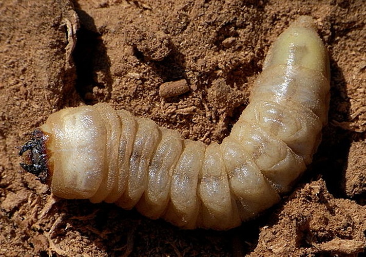 Ergates faber &copy; <a href="//commons.wikimedia.org/wiki/User:Siga" title="User:Siga">Siga</a>