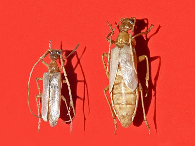 Vesperus luridus © <a href="//commons.wikimedia.org/wiki/User:Hectonichus" title="User:Hectonichus">Hectonichus</a>