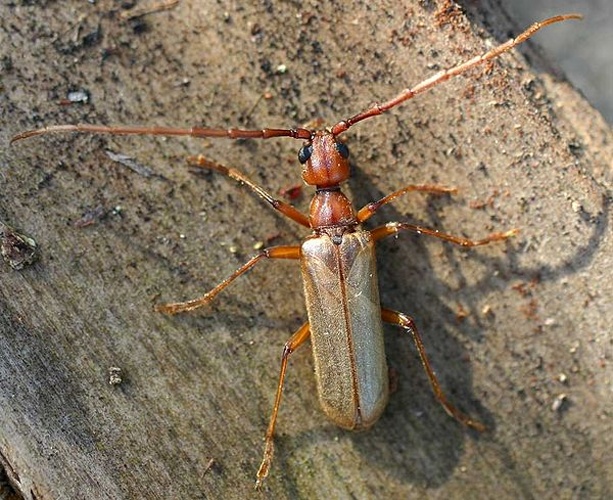 Vesperus strepens © 