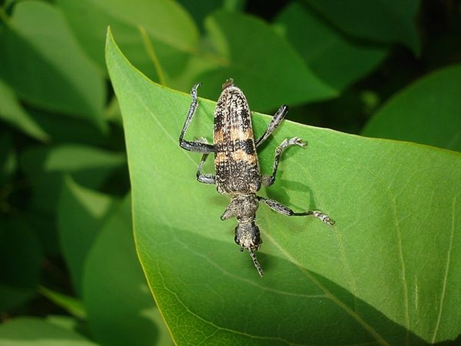 Rhagium mordax © <a href="//commons.wikimedia.org/wiki/User:Sanja565658" title="User:Sanja565658">Sanja565658</a>