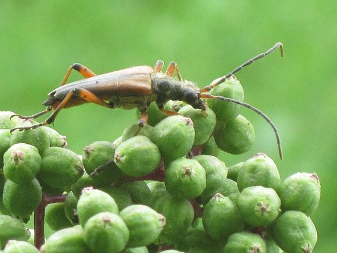 Stenocorus meridianus &copy; <a href="//commons.wikimedia.org/wiki/User:Bj.schoenmakers" title="User:Bj.schoenmakers">Bj.schoenmakers</a>