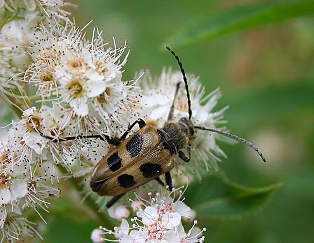 Pachyta quadrimaculata © No machine-readable author provided. <a href="//commons.wikimedia.org/wiki/User:Jeffdelonge" title="User:Jeffdelonge">Jeffdelonge</a> assumed (based on copyright claims).