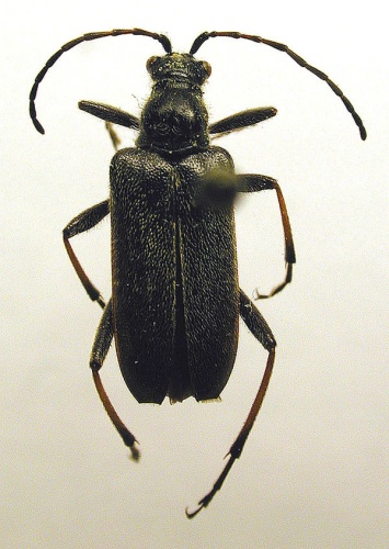 Acmaeops marginata © M. Virtala