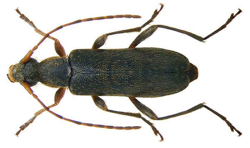 Grammoptera ruficornis &copy; <a rel="nofollow" class="external text" href="https://www.flickr.com/people/30703260@N08">Udo Schmidt</a> from Deutschland