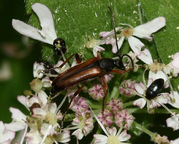 Alosterna tabacicolor © <a href="//commons.wikimedia.org/w/index.php?title=User:Sandy_Rae&amp;action=edit&amp;redlink=1" class="new" title="User:Sandy Rae (page does not exist)">Sandy Rae</a>