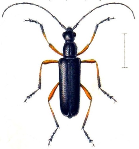 Anoplodera rufipes &copy; <bdi><a href="https://en.wikipedia.org/wiki/en:Edmund_Reitter" class="extiw" title="w:en:Edmund Reitter">Edmund Reitter</a>
</bdi>