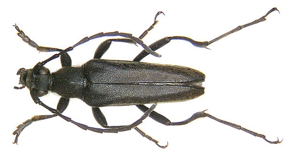 Leptura aethiops &copy; <a rel="nofollow" class="external text" href="https://www.flickr.com/people/30703260@N08">Udo Schmidt</a> from Deutschland