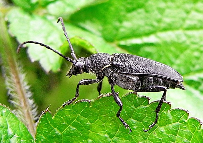 Stictoleptura scutellata &copy; <a href="//commons.wikimedia.org/wiki/User:Siga" title="User:Siga">Siga</a>