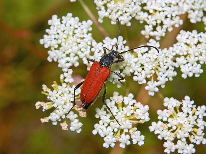 Anastrangalia sanguinolenta &copy; <a href="//commons.wikimedia.org/wiki/User:Hectonichus" title="User:Hectonichus">Hectonichus</a>