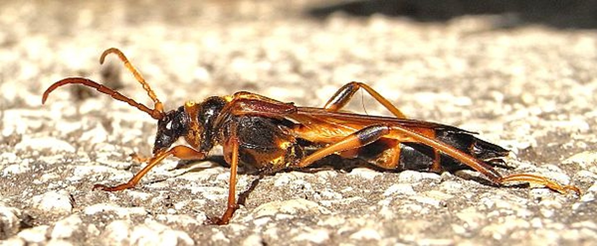 Necydalis ulmi © <a href="//commons.wikimedia.org/wiki/User:Siga" title="User:Siga">Siga</a>